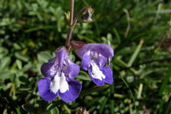 Salvia muirii
