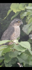 Accipiter nisus