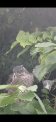 Accipiter nisus