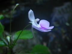 Impatiens hochstetteri