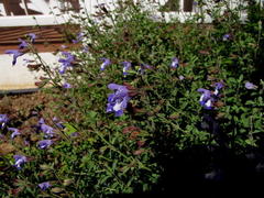 Salvia muirii
