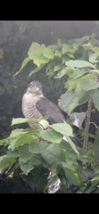 Accipiter nisus