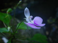Impatiens hochstetteri