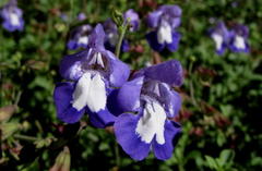 Salvia muirii