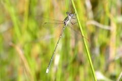 Chlorolestes conspicuus