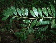 Erythroxylum emarginatum