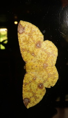 Periclina rumiaria
