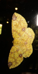 Periclina rumiaria