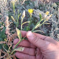 Centaurea chartolepis