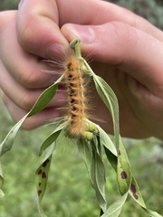 Pygarctia