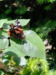 Vanessa atalanta