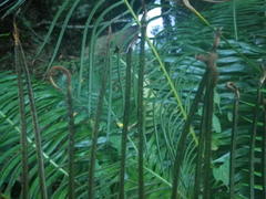 Blechnum attenuatum