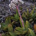 Crassula perfoliata heterotricha - Photo (c) Nick Helme, algunos derechos reservados (CC BY-SA), subido por Nick Helme