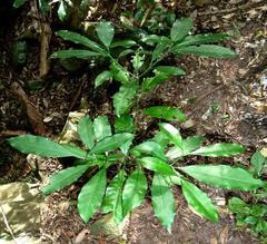 Psychotria capensis capensis