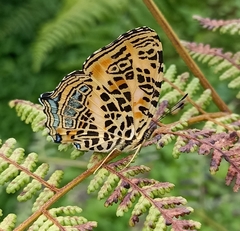 Symbrenthia niphanda