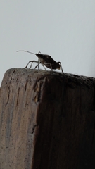 Halyomorpha halys
