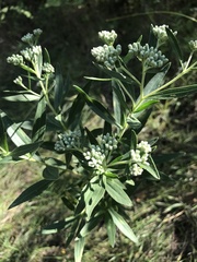 Eupatorium altissimum