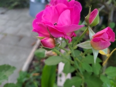 Misumena vatia