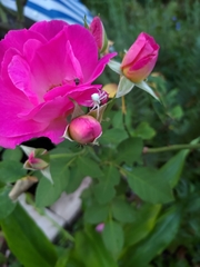 Misumena vatia