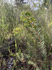 Euphorbia genistoides