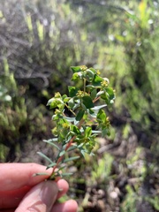 Euphorbia genistoides