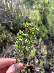 Euphorbia genistoides