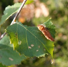 Falcaria lacertinaria