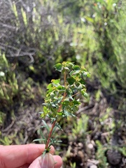 Euphorbia genistoides