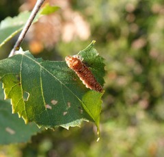 Falcaria lacertinaria