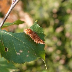 Falcaria lacertinaria