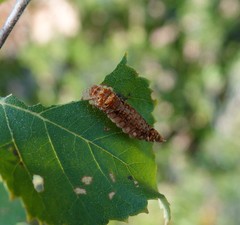 Falcaria lacertinaria