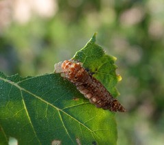 Falcaria lacertinaria