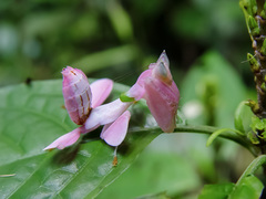 Hymenopus coronatus