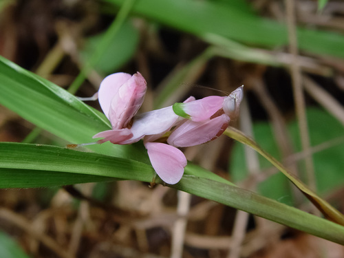 Photo of Orchid Mantis (Hymenopus coronatus)