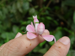 Hymenopus coronatus