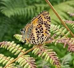 Symbrenthia niphanda