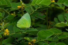 Catopsilia pomona