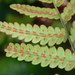 Woodwardia virginica - Photo (c) arghman,  זכויות יוצרים חלקיות (CC BY-NC-ND)
