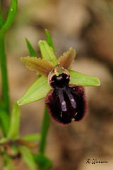 Ophrys sphegodes atrata