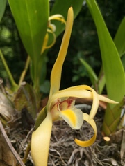 Maxillaria endresii