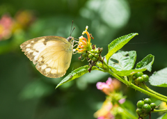Catopsilia pomona
