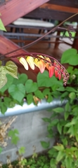 Ipomoea lobata
