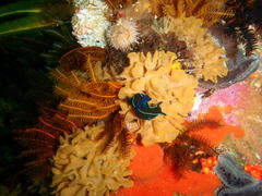 Tambja capensis
