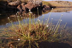 Eriocaulon dregei