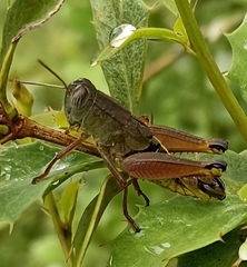 Peripolus