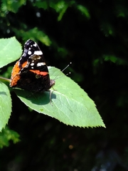 Vanessa atalanta