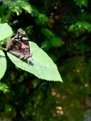 Vanessa atalanta