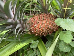 Image of Ananas comosus