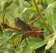 Peripolus