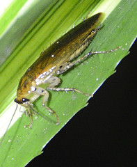 Neoblattellini